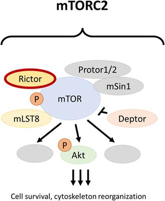 RICTOR amplification is associated with Rictor membrane staining and does not correlate with PD-L1 expression in lung squamous cell carcinoma